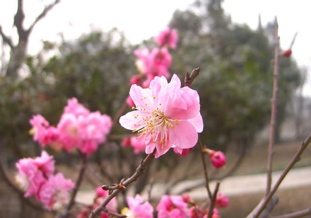 Plum Flowers