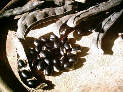 Sementes e favas de mucuna-preta