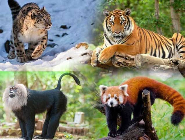 जानिए भारतीय जानवरों की 154 प्रजातियां जो अबतक लुप्त हो चुकी है। The Extinct Species In India
