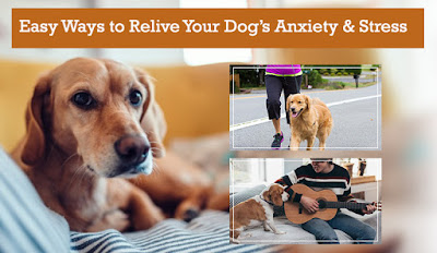 Easy Ways to Relive Your Dog’s Anxiety and Stress