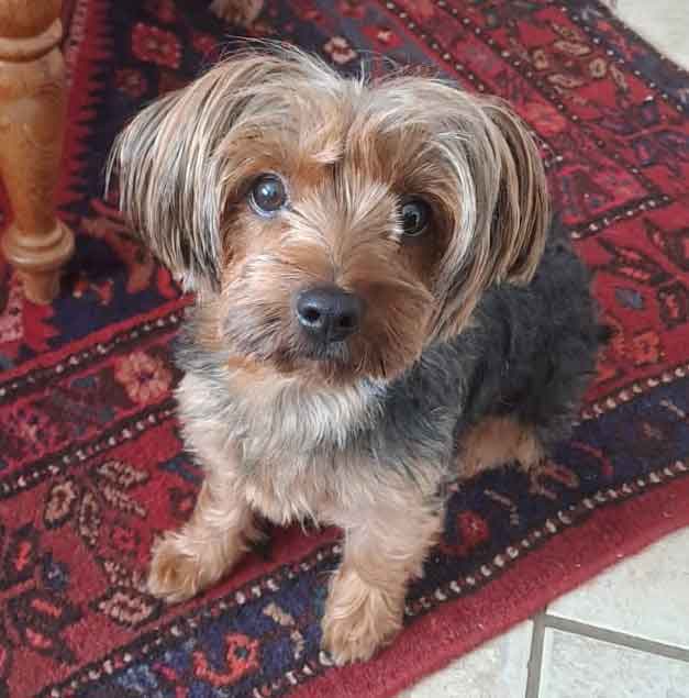 2 year old female Yorkie sitting on a red mat