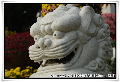 圓玄學院2009菊花展(Chrysanthemum Show 2009 at The Yuen Yuen Institute)@Carl Zeiss Jena MC BIOMETAR 120mm f2.8