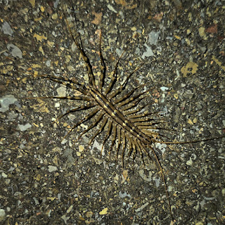 Ein Spinnenläufer (Scutigera coleoptrata) aus der Gattung der Spinnenläufer (Scutigeromorpha), ein Hundertfüsser.