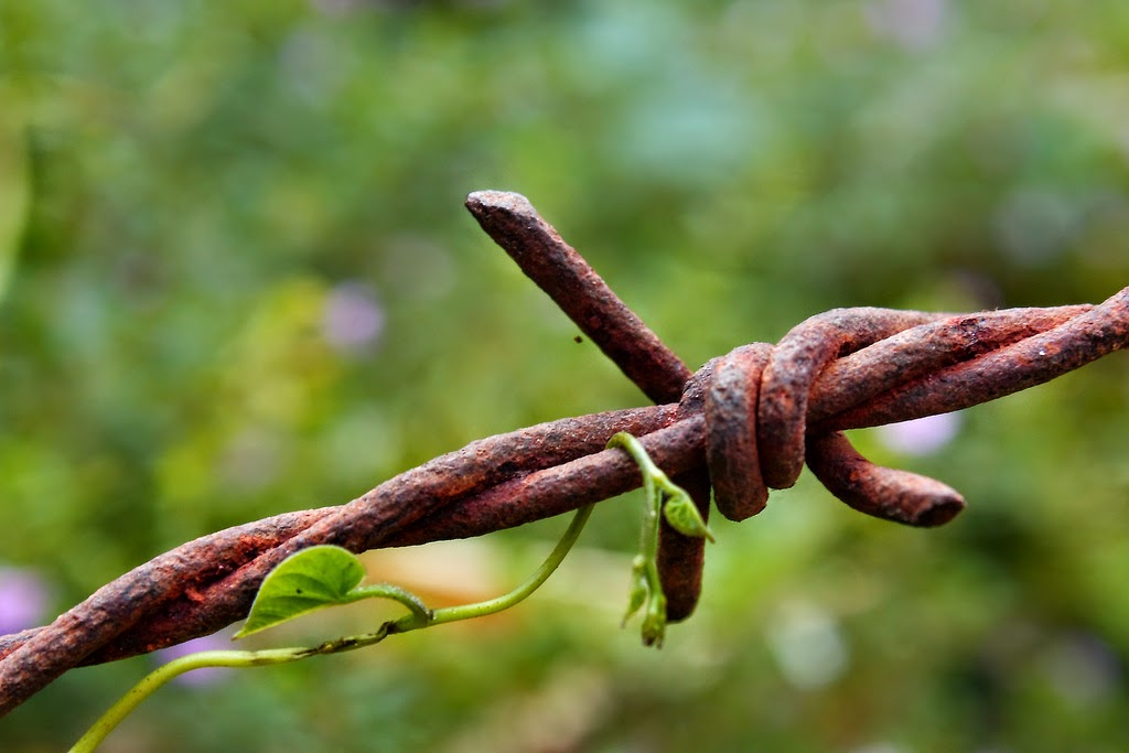 Picture of an old barbwire fence. amd a new vine growing over it. "O to grace how great a debtor, daily I'm constrained to be!Let thy goodness, like a fetter,bind my wandering heart to thee.Prone to wander, Lord, I feel it,prone to leave the God I love;here's my heart, O take and seal it,seal it for thy courts above." By Ruben Alexander