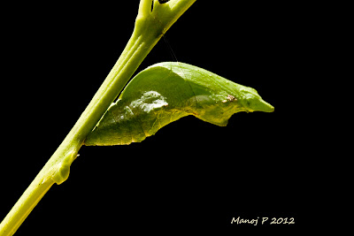 Pupa of Common Mormon Butterfly