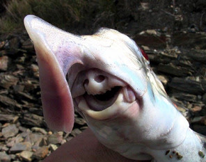 elephant shark sees color