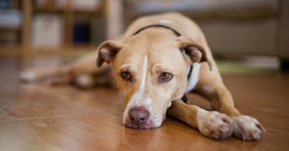 Häufige Probleme und Lösungen für das Verhalten von Hunden