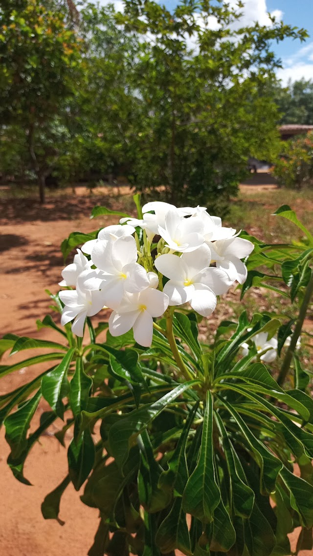 AS FLORES DO MEU JARDIM