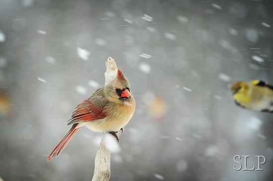 cardinal