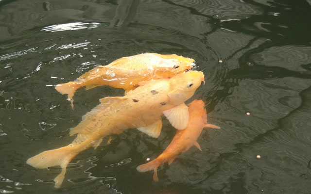 15 Arti Mimpi Melihat Ikan  Mas  Kuning besar di Kolam  