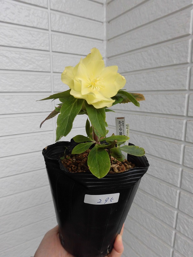 四季成り果樹園芸 芳香性クリスマスローズ １ Scented Christmasrose 1