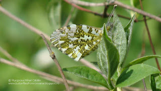 Anthocharis cardamines (male) DSC105280