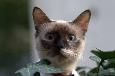 10- قط البيرمان Birman cat