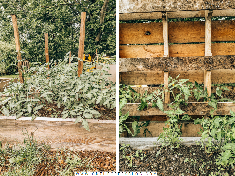 my garden in june 2023 | on the creek blog // www.onthecreekblog.com