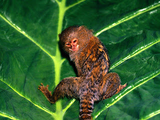 Marmoset Monkey Wallpapers