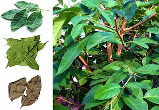How to treat diabetes naturally with Bay leaf