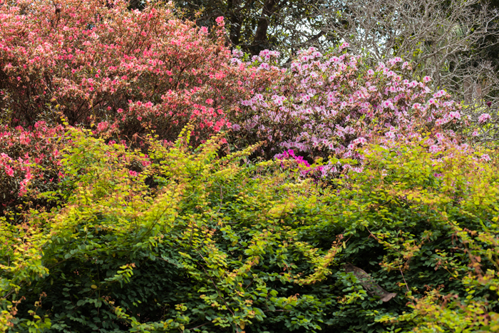 flowering colours noosa botanics