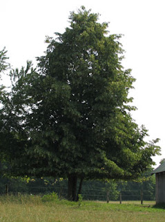 Linden Tree. Photo by Bruce Spencer.