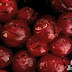 JIB JAB Thanksgiving Cranberry Slaughter VIDEO