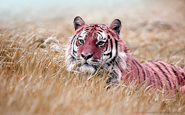 TIGER - Jungle Animals HD Wallpaper