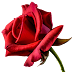 flower-Red-Rose-free-png-without watermark-without background-licence free-image-vector-download