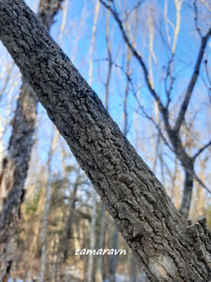 Бархат амурский (Phellodendron amurense)