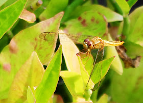 gold dragonfly on leaf