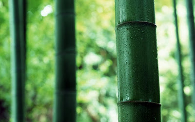 bamboo tree