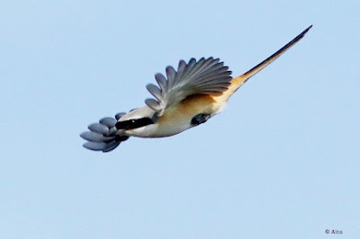 "Long-tailed Shrike - Lanius schach, gliding  through the air."