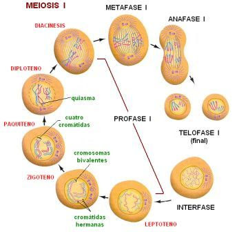 Pasos de la meiosis I