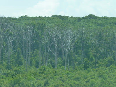 The trees along the road cut