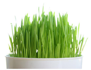 wheatgrass image