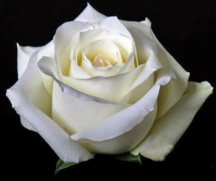 Fotos de rosas Las rosas de flores rosas fotos fondos de  - Imagenes De Rosas Blancas Hermosas