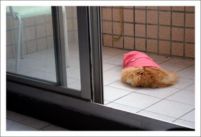 Angry Cat in Rabbit  Costume