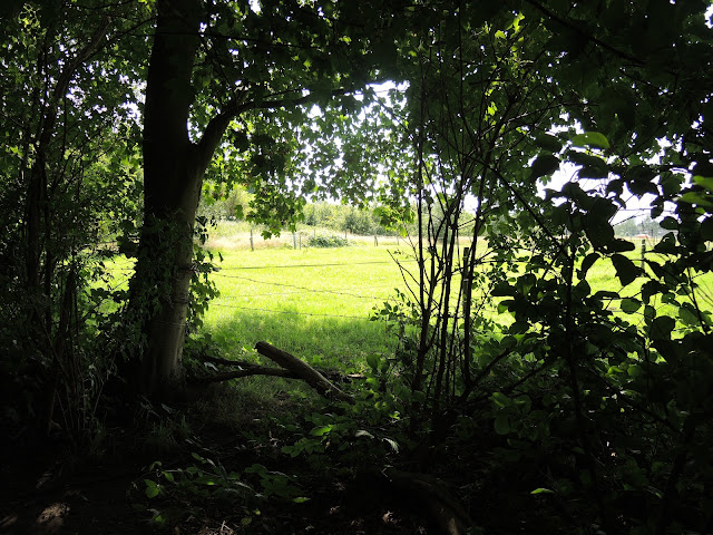 Ertbruggebos: Zomer tussen de bomen en in de weiden...