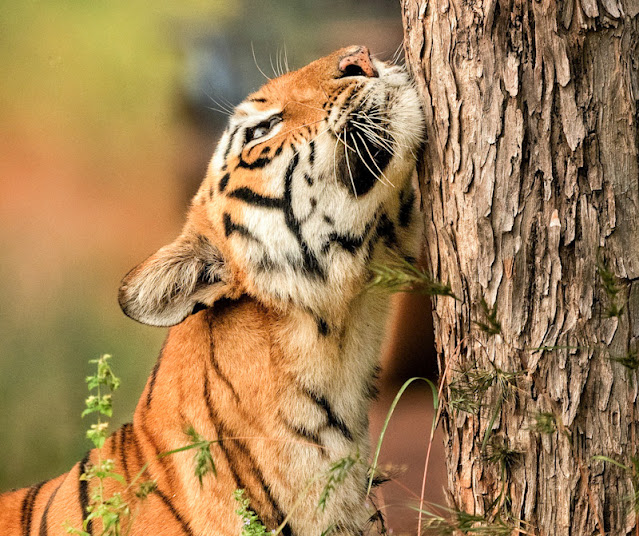 Tiger scent marking a tree