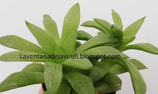 multiplicacion-haworthia-mirabilis