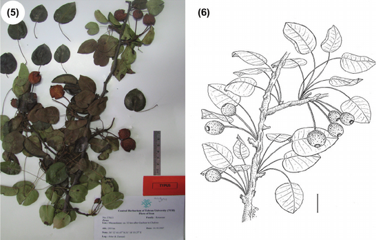 Груша сердцелистная (Pyrus cordifolia)