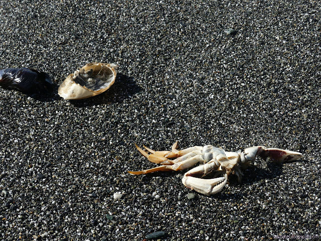 crab torn in pieces