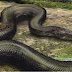 Titanoboa: The Monster Snake