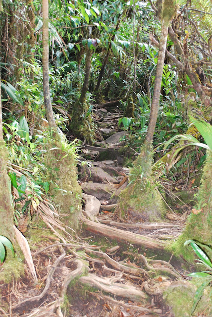 Weg nach oben zum Roraima