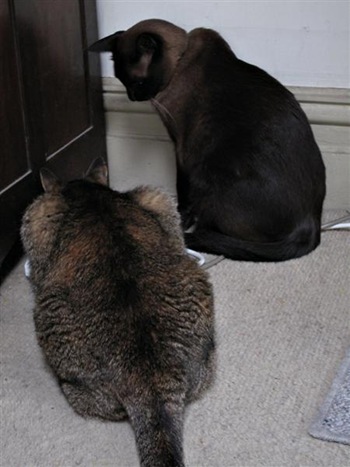 cats240111 (Medium)