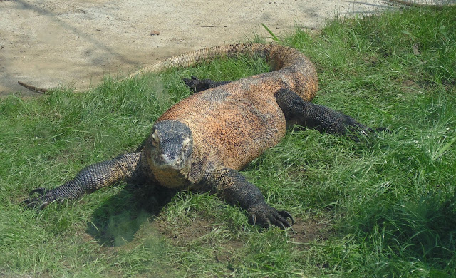 Komodo Dragon