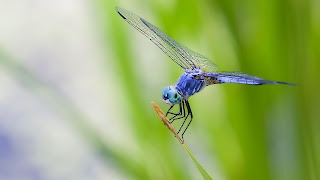 Dragonfly Wallpaper