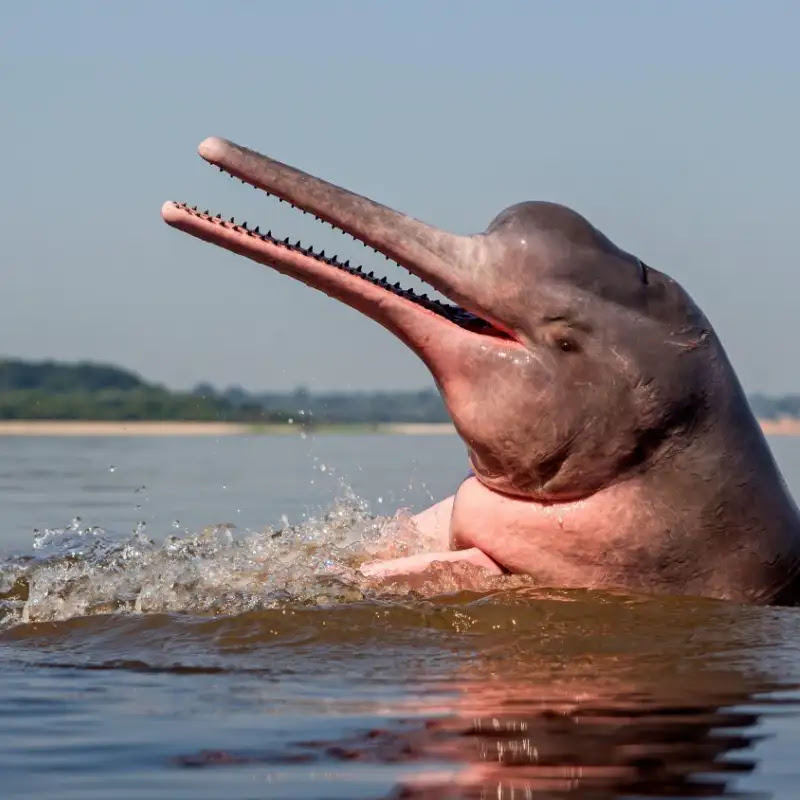 El delfín del Amazonas. Espíritu de los ahogados.