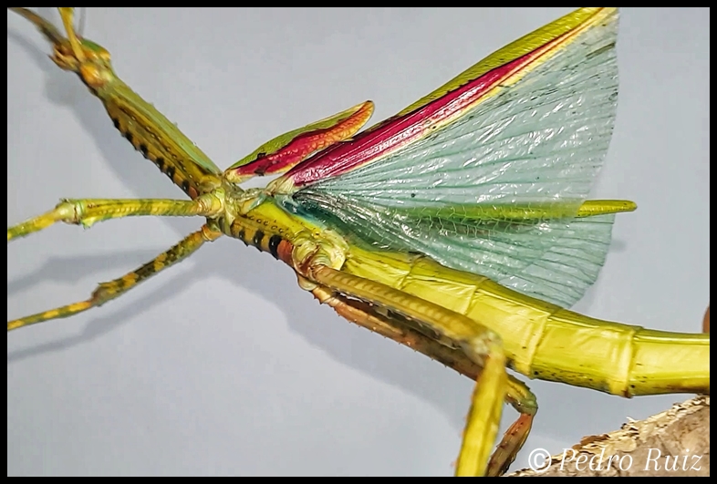 Detalle de las alas de una hembra adulta de Eurycnema versirubra