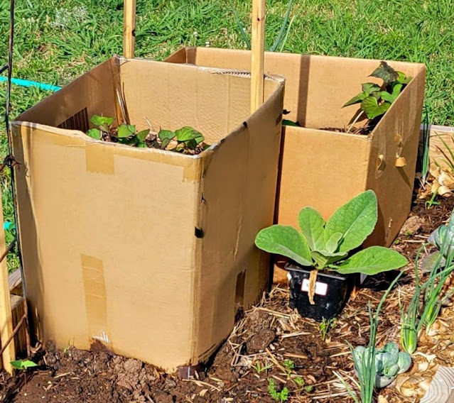 Vegetable plants growing in cardboard boxes.