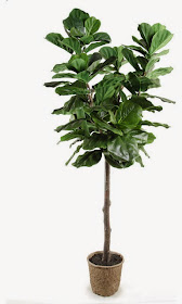 Ficus Lyrata