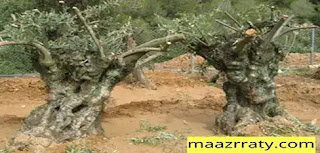 تشبيب تجديد شجرة الزيتون
