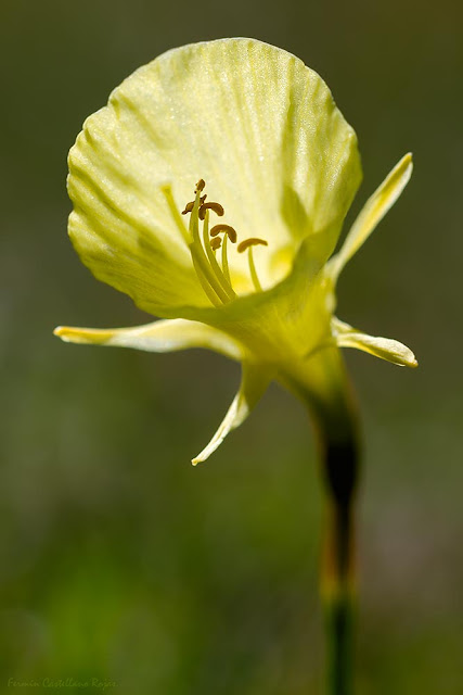 Narciso silvestre (Narcissus bulbocodium)